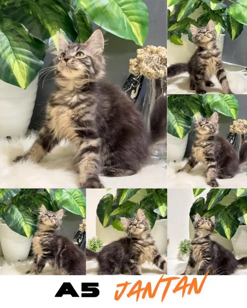 Kitten mainecoon / Kucing Mainecoon