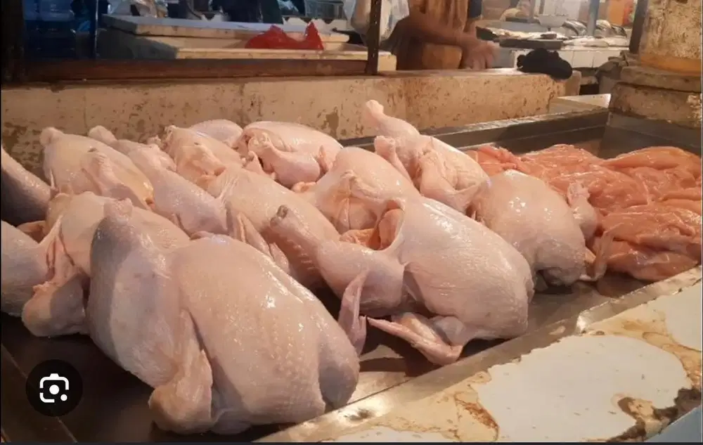 pemotong ayam broiler manual / pejagalan ayam