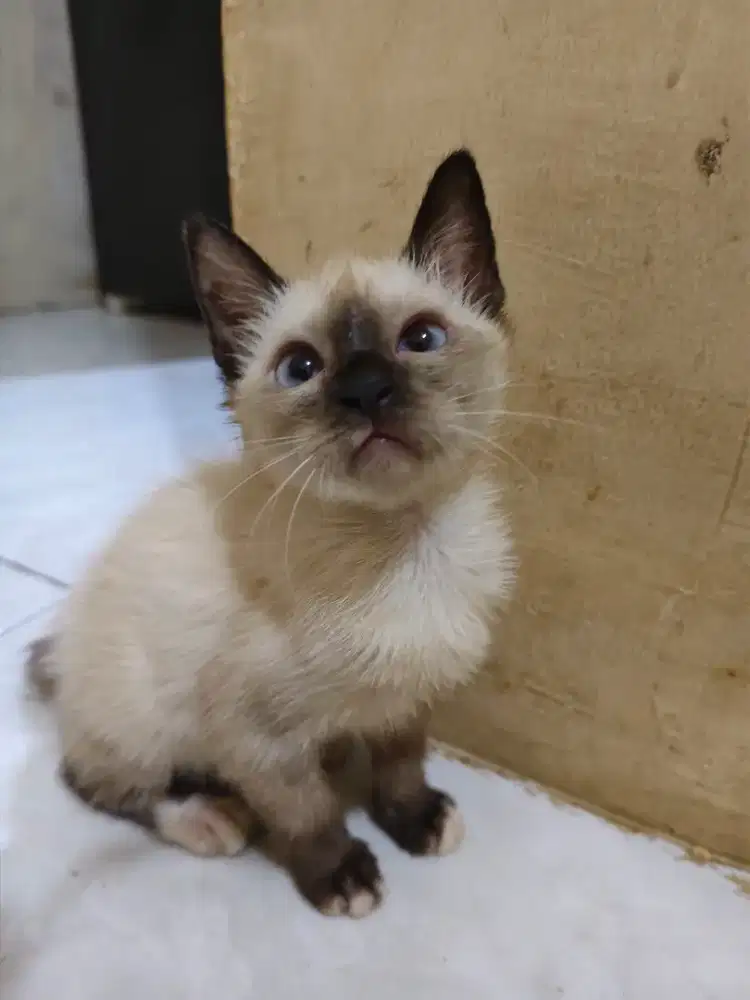Himalayan Short hair