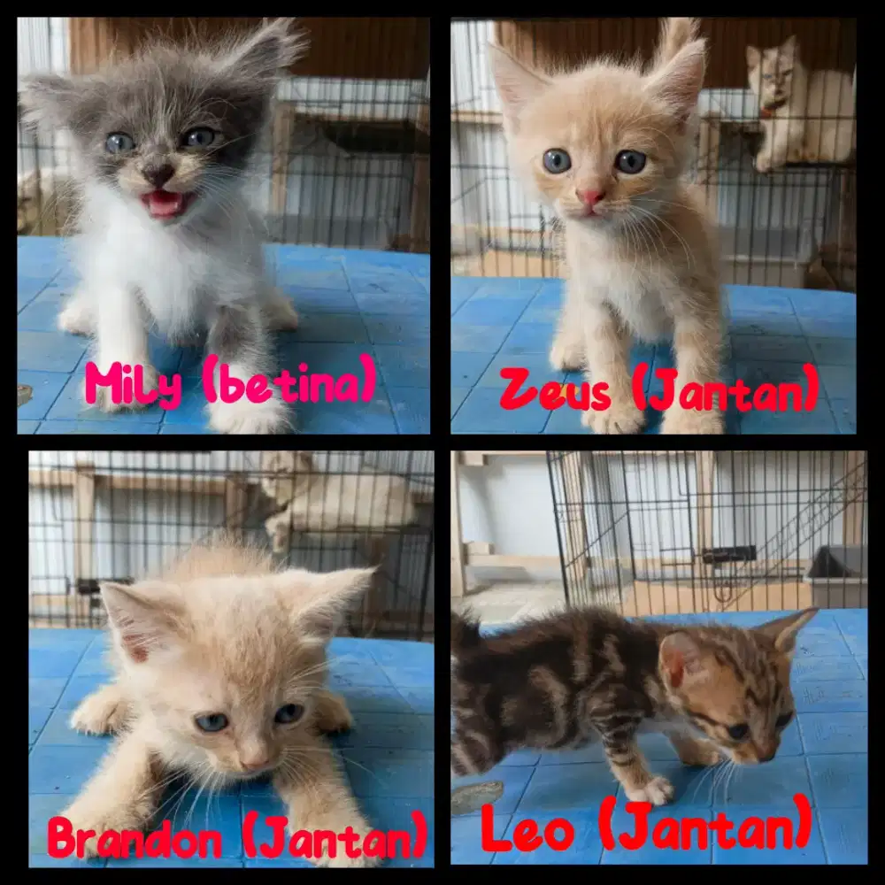 Anak kucing Himalaya x Persmed