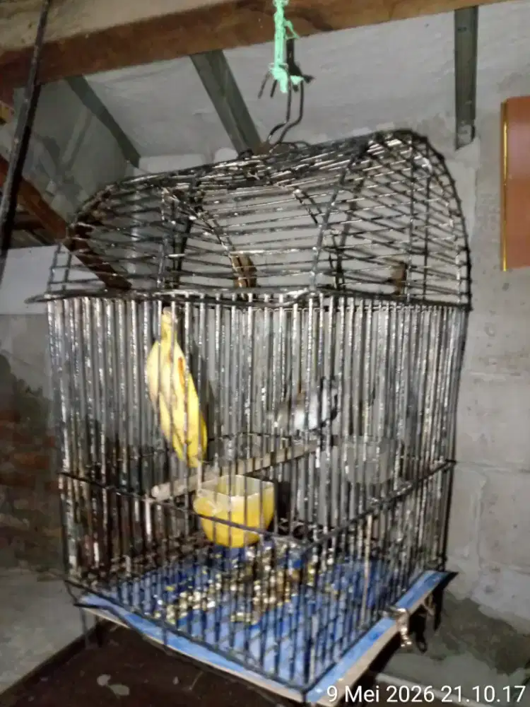 burung crucuk plus kandang
