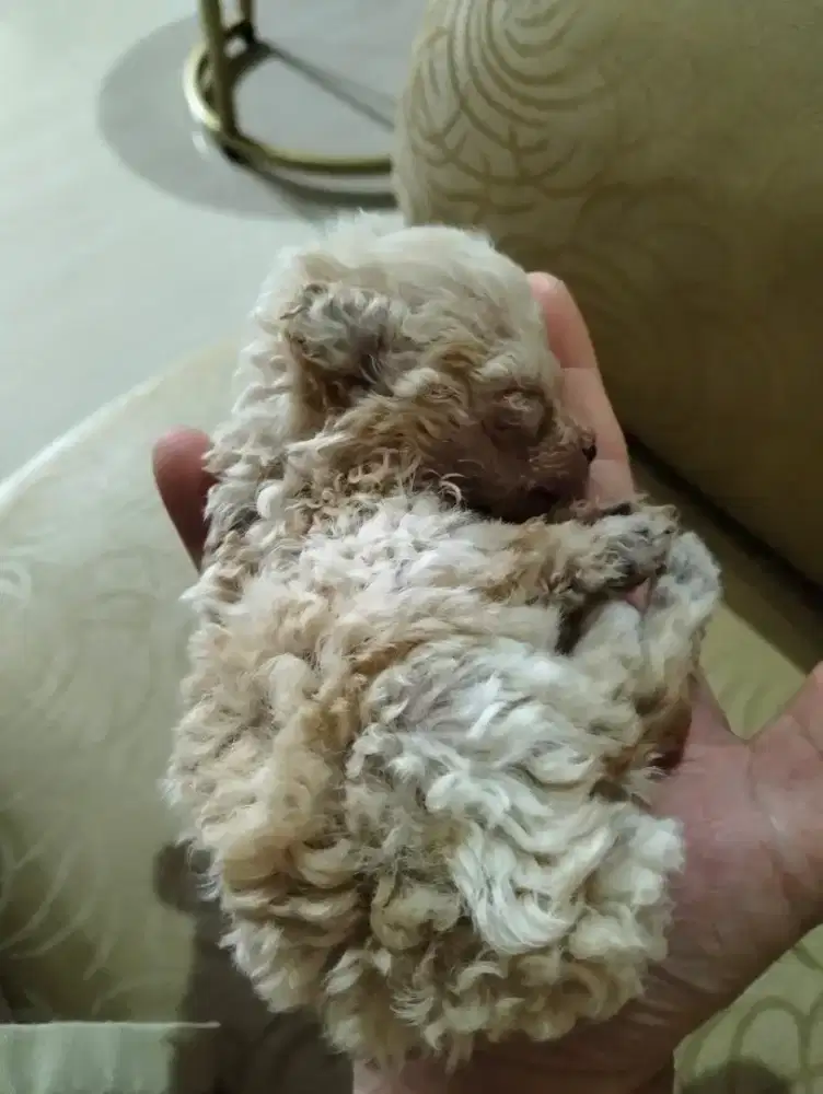 Tiny  Poodle warna apricot