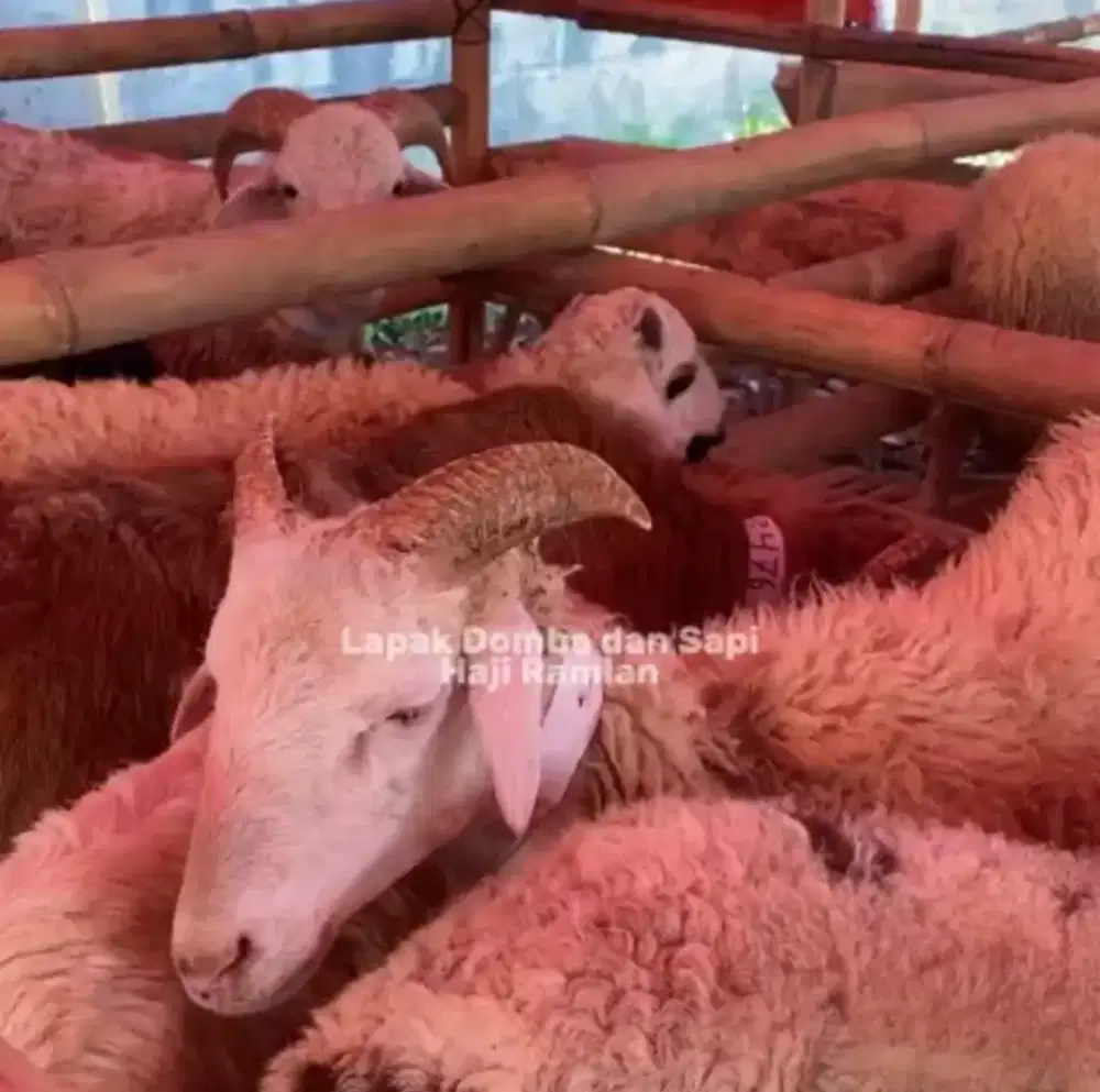 [READY] Sapi & Domba Qurban 2026 - Amanah & Gratis Ongkir Bandung