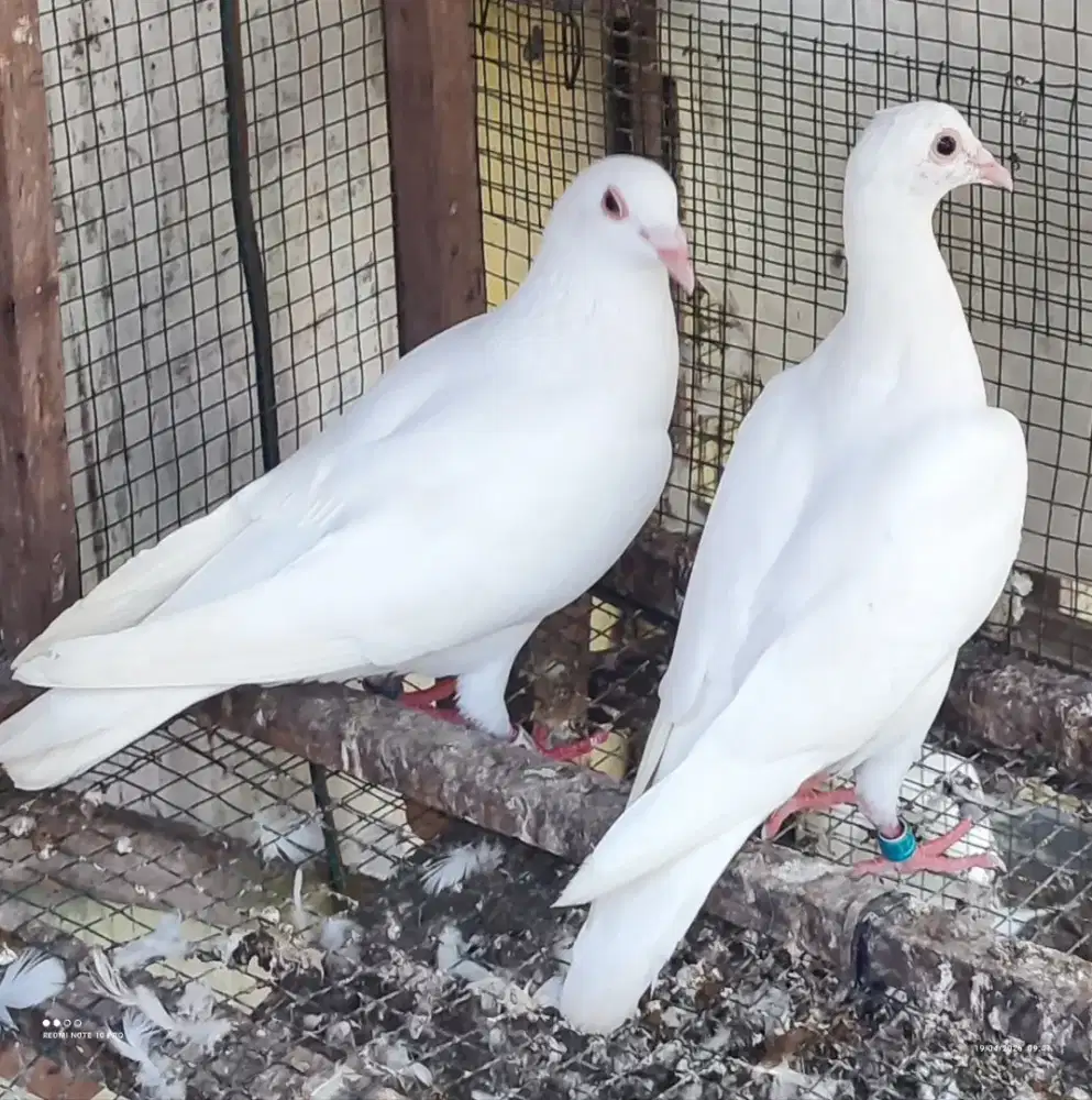 Merpati pos putih