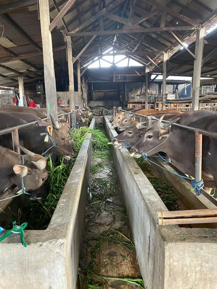 JUAL SAPI QURBAN 2026 sehat terawat