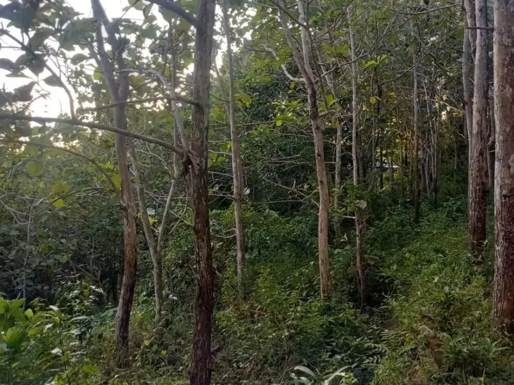 Jual BU Kavling di Desa Klumpu Nusa Penida Siap Bangun