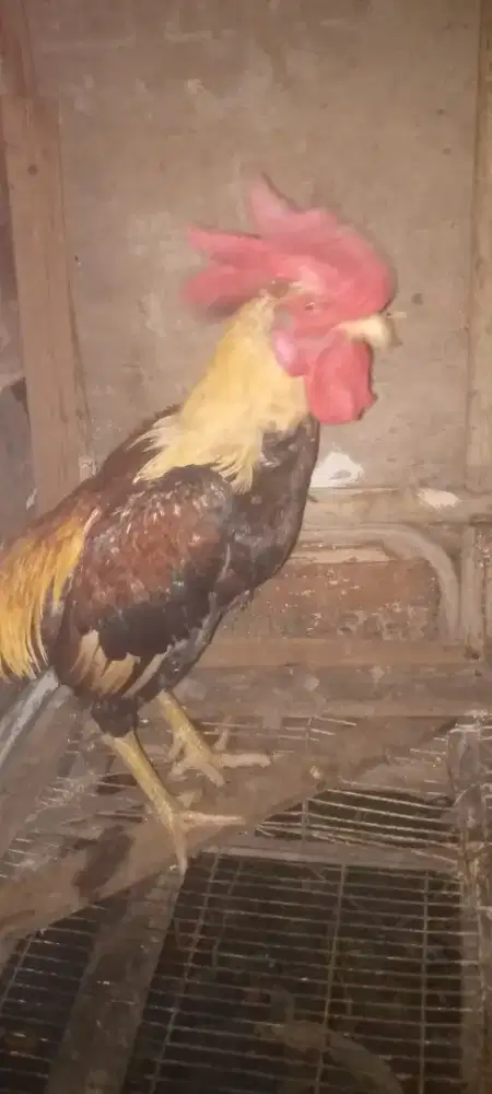 Jual 2 ekor ayam kampung