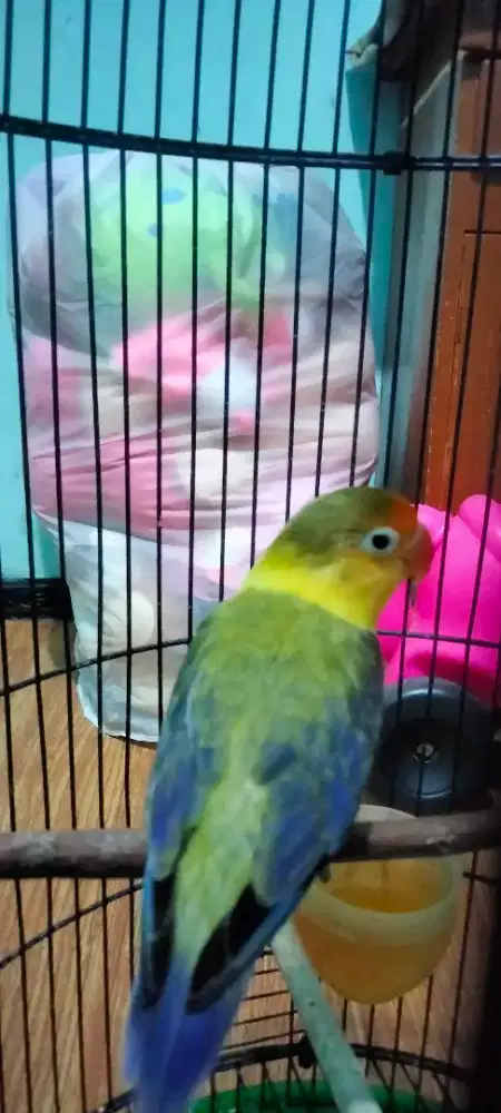 Lovebird jantan