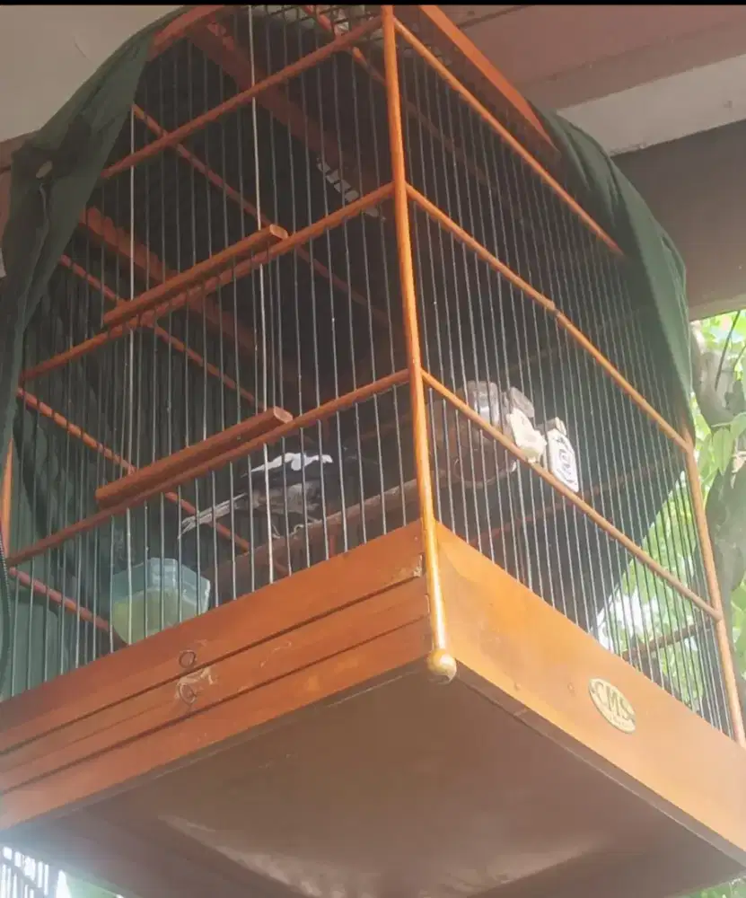 Burung Kacer bunyi