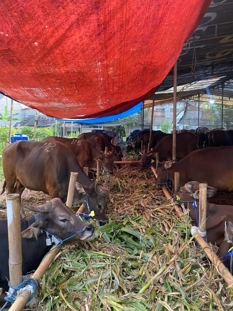 Sapi bali 65 rb PERKILO