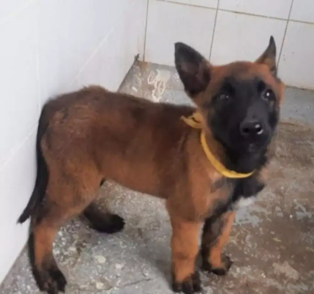 ANJING BELGIAN MALINOIS