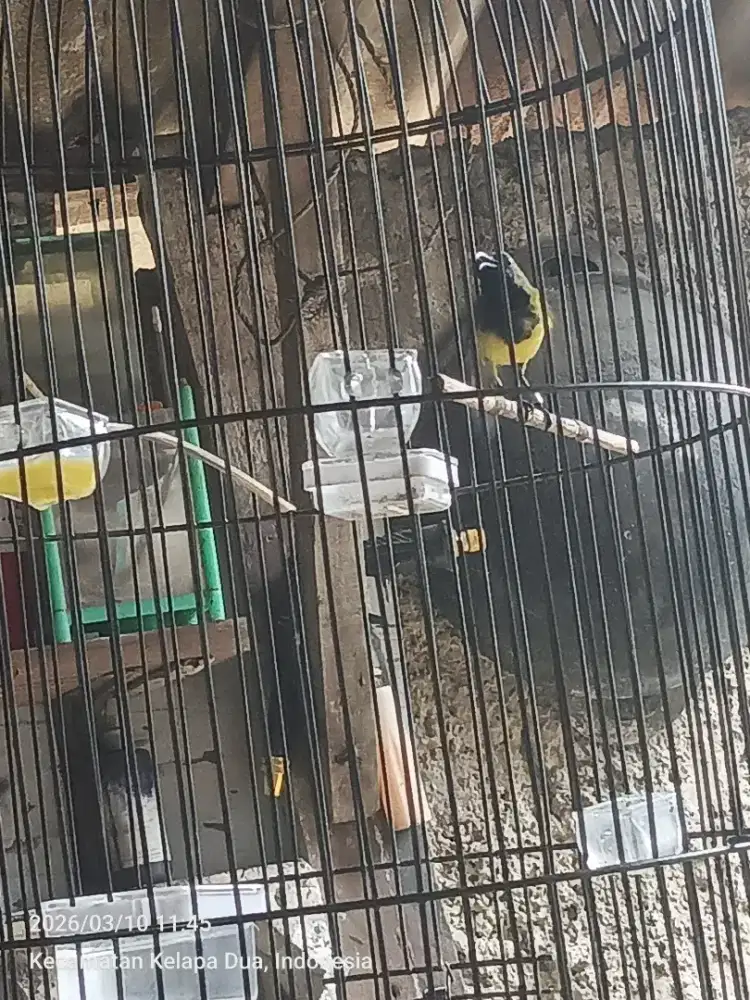 Burung gacor dor dor