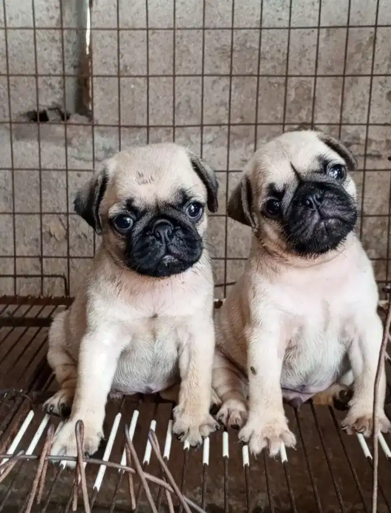 ANJING PUG PUPPY