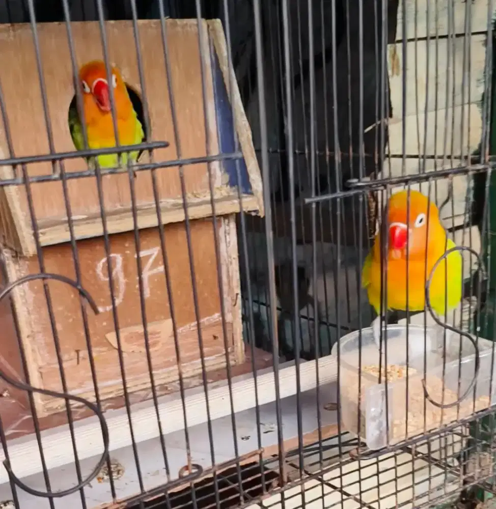 Burung lovebird sepasang