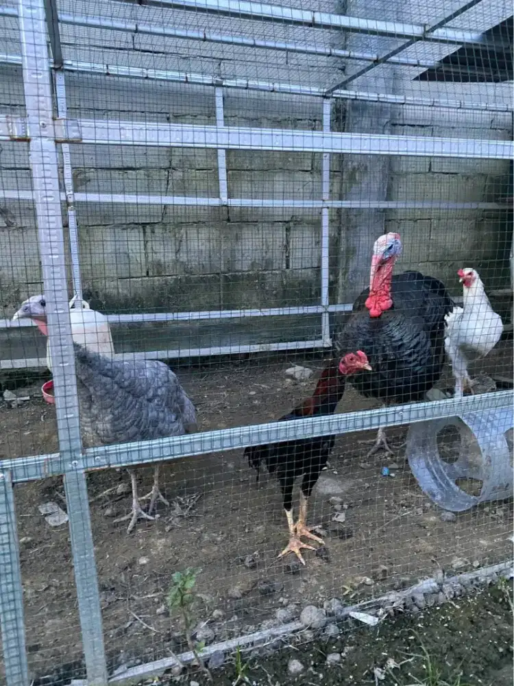 Ayam Kalkun dan Brahma