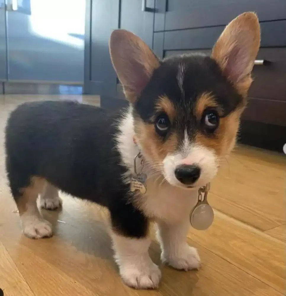 ANJING WELSH CORGI