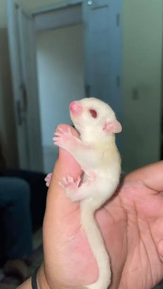 Sugar Glider Creamino