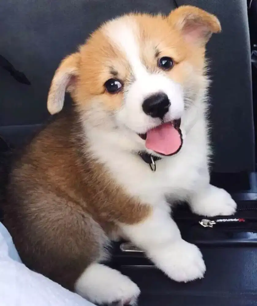 ANJING PEMBROKE WELSH CORGI