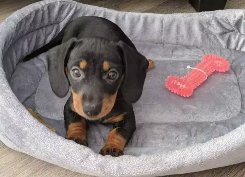 ANJING TEKEL DACHSHUND