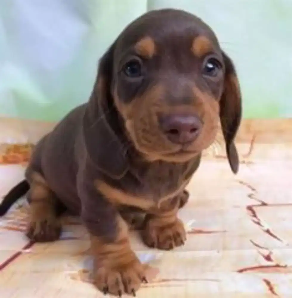 ANJING TEKEL DACHSHUND