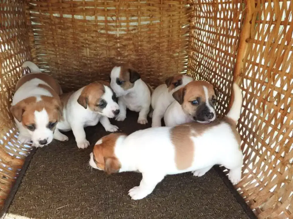 ANJING JACK RUSSEL TERRIER