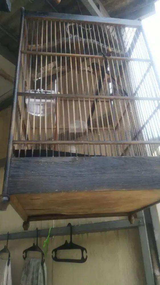 Murai bety Burja bunyi masih semuanya