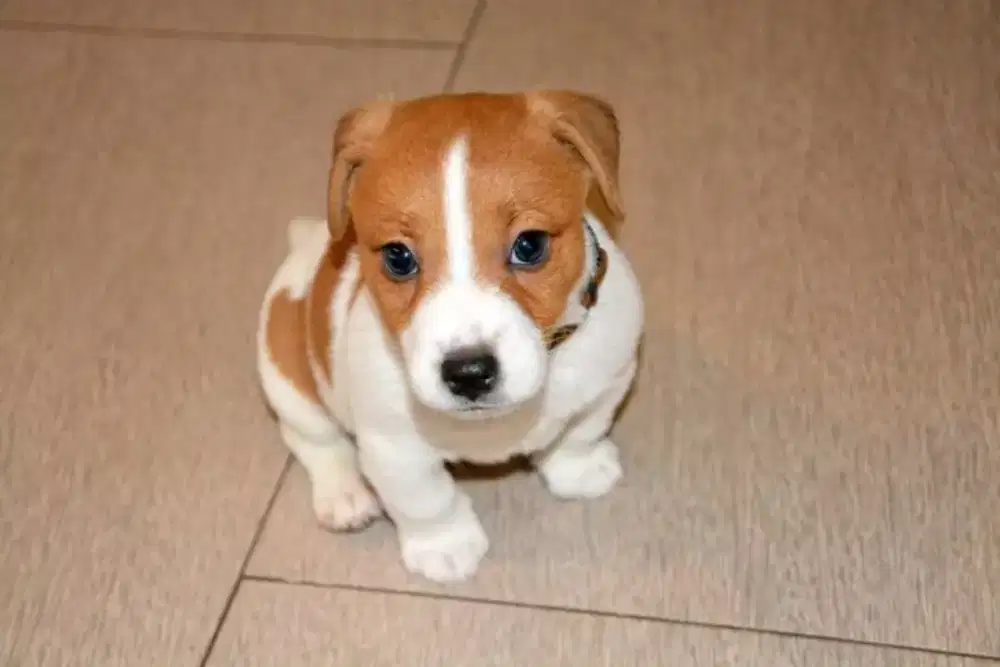 ANJING JACK RUSSEL TERRIER