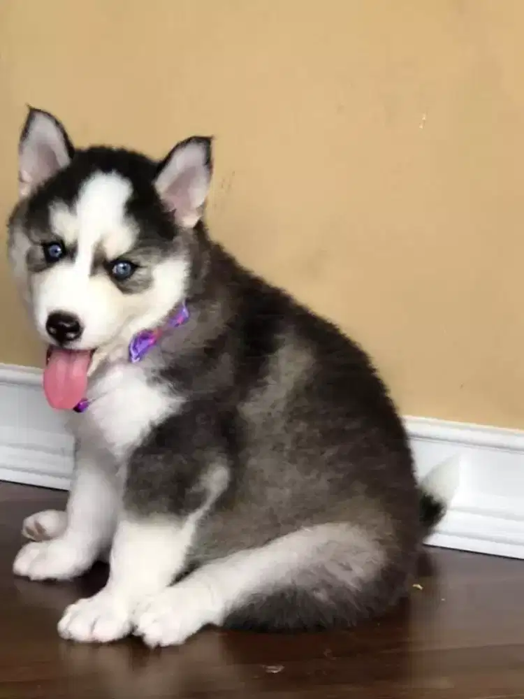 ANJING SIBERIAN HUSKY