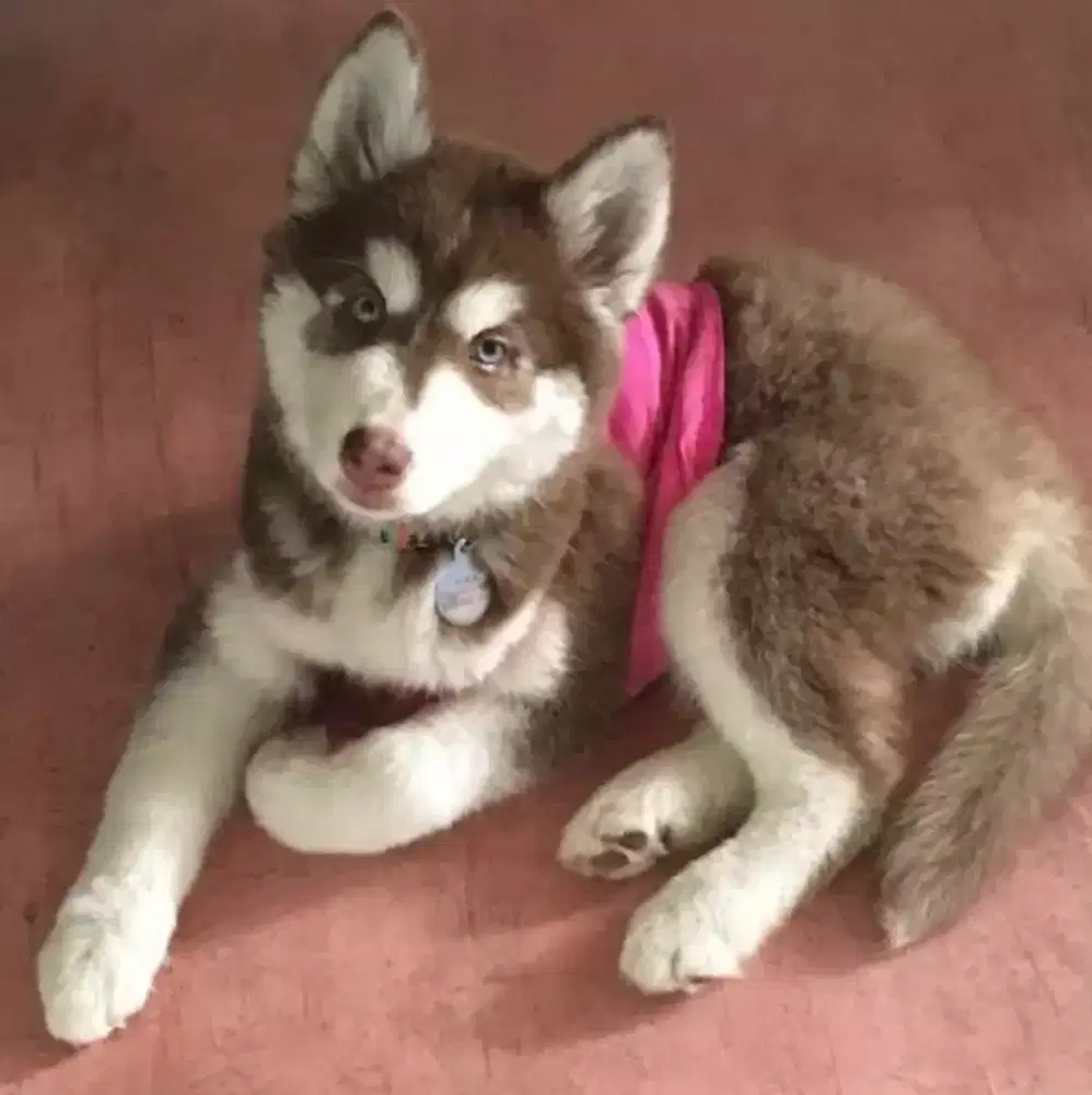 ANJING SIBERIAN HUSKY