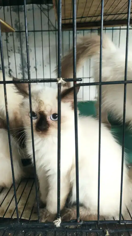 Lepas Kitten Himalaya Betina umur 5 Bulan