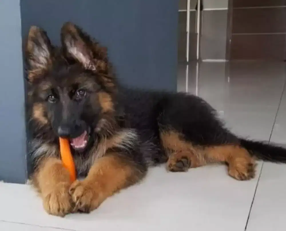 ANJING PUPPY HERDER