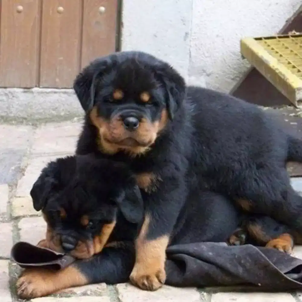 ANJING PUPPY ROTTWEILER