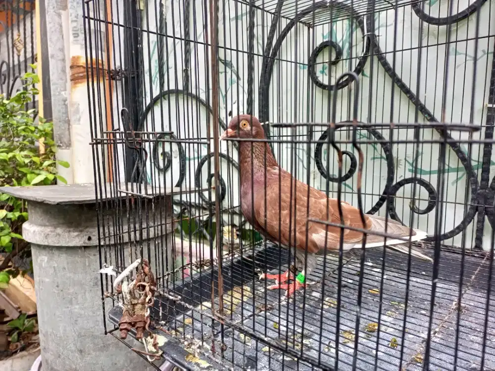 Merpati kolong betina