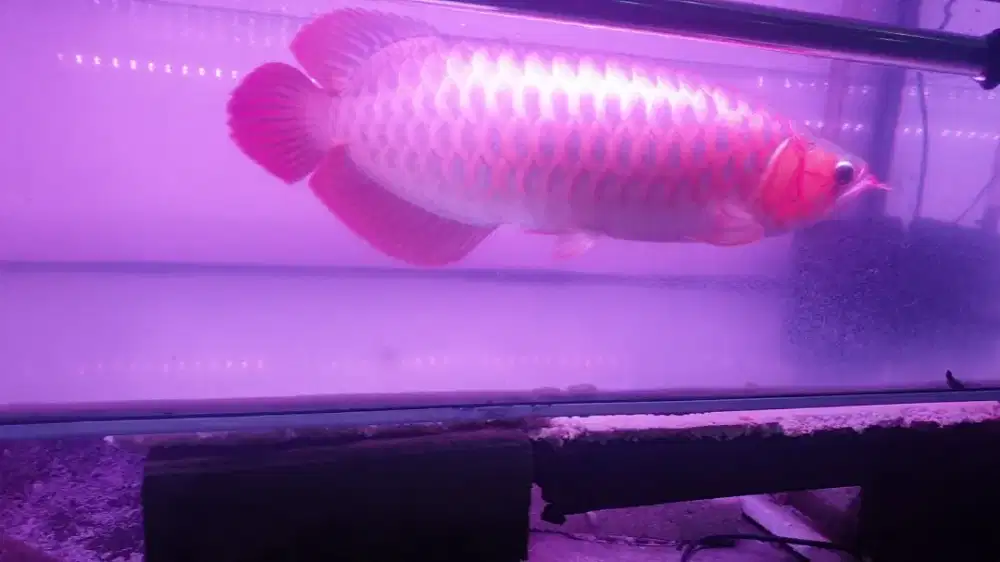 Arwana sumo uk 50 cm