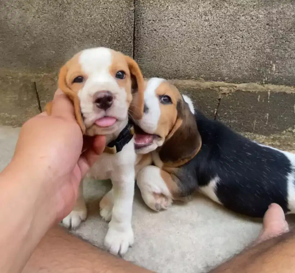 ANJING PUPPY BEAGLE