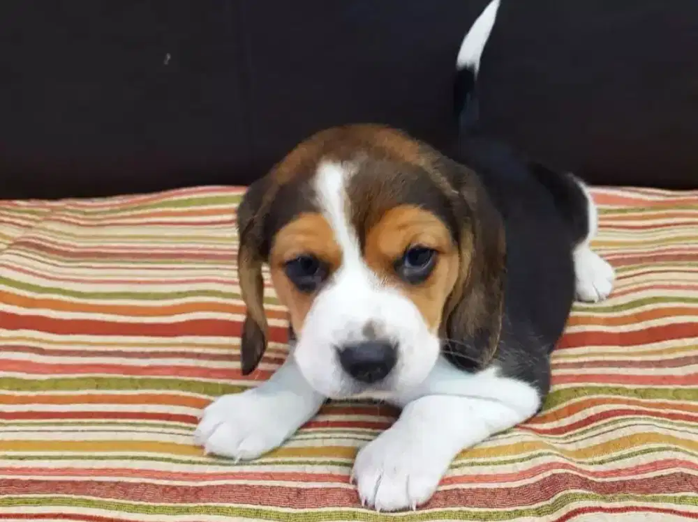 ANJING PUPPY BEAGLE