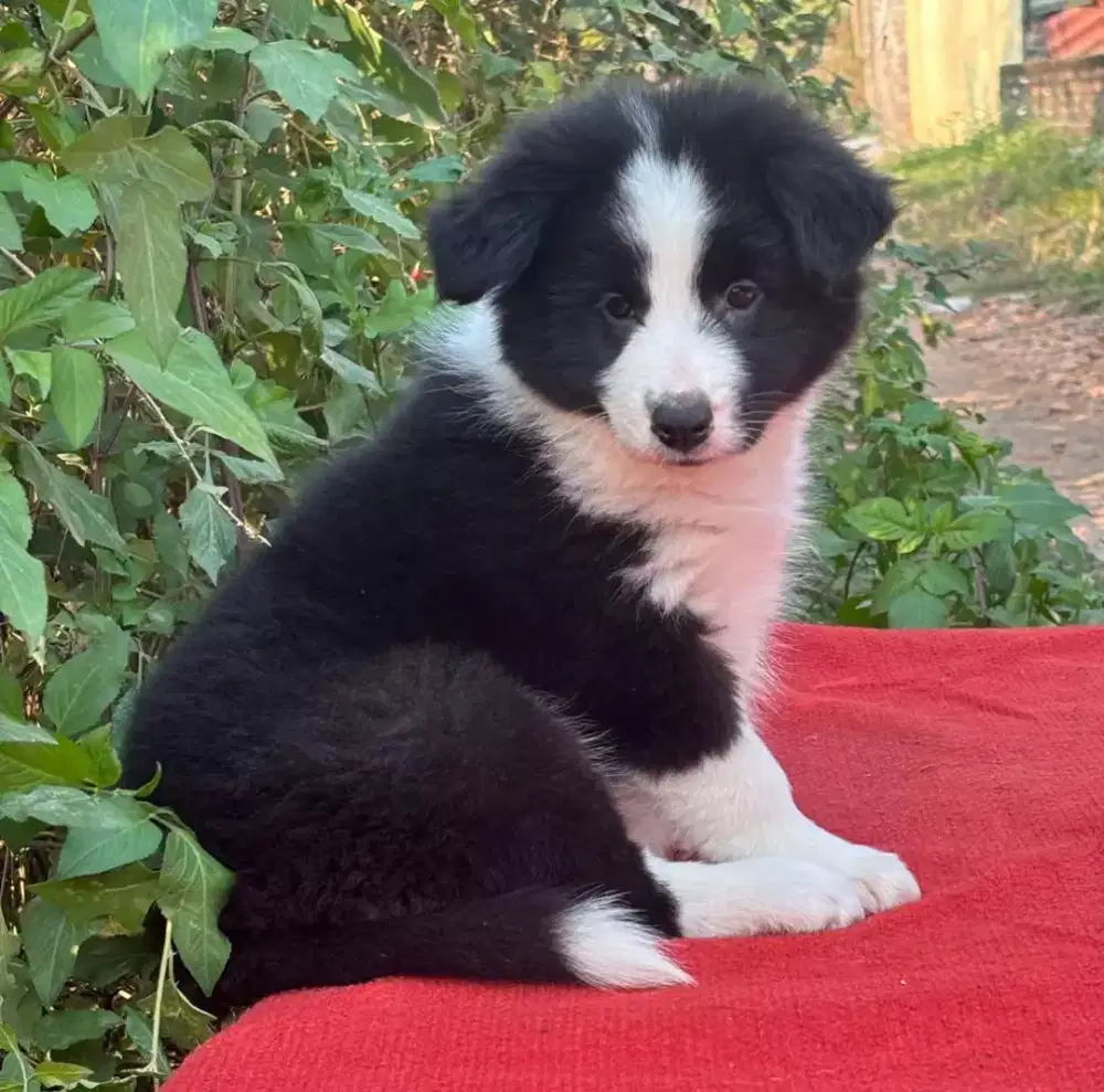 ANJING BORDER COLLIE