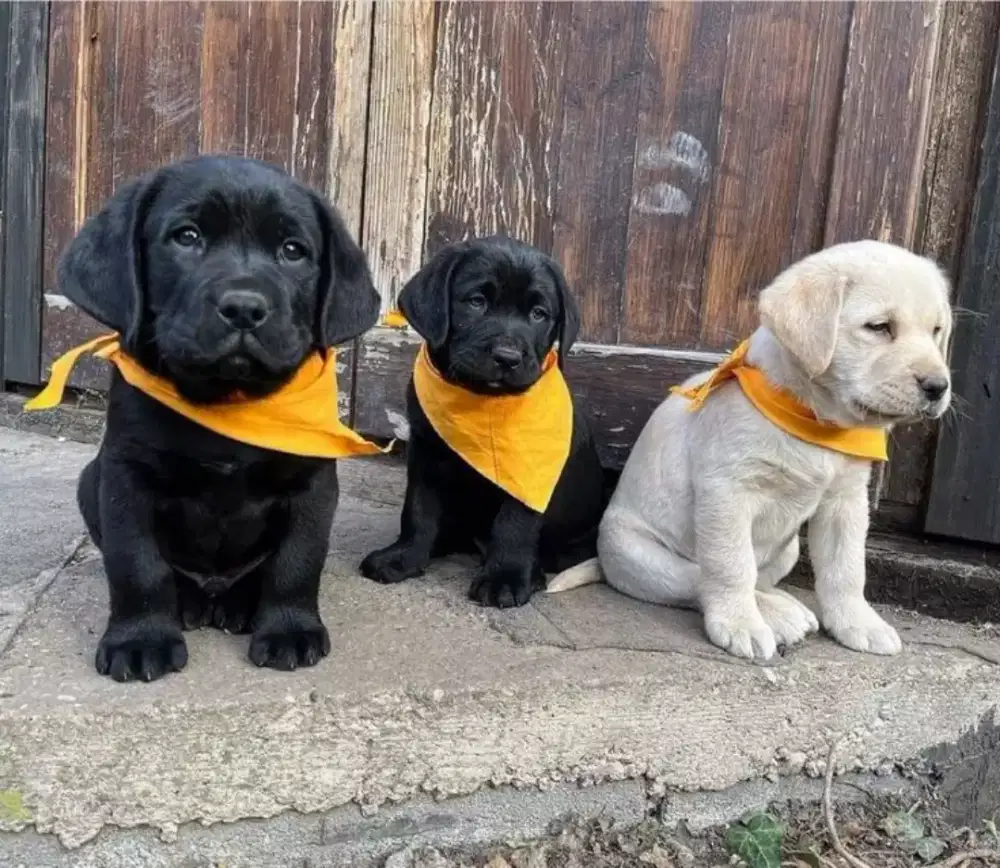 ANJING LABRADOR RETRIEVER