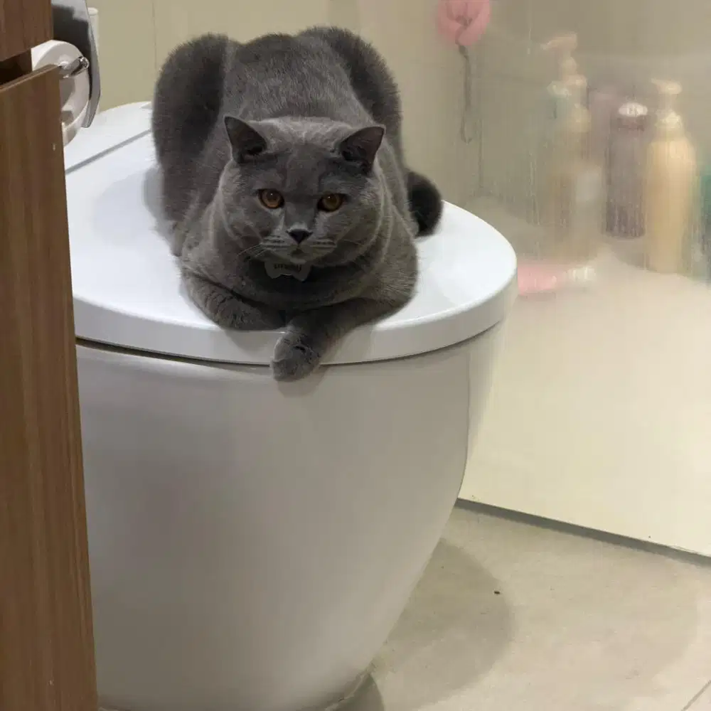 kucing BSH JANTAN