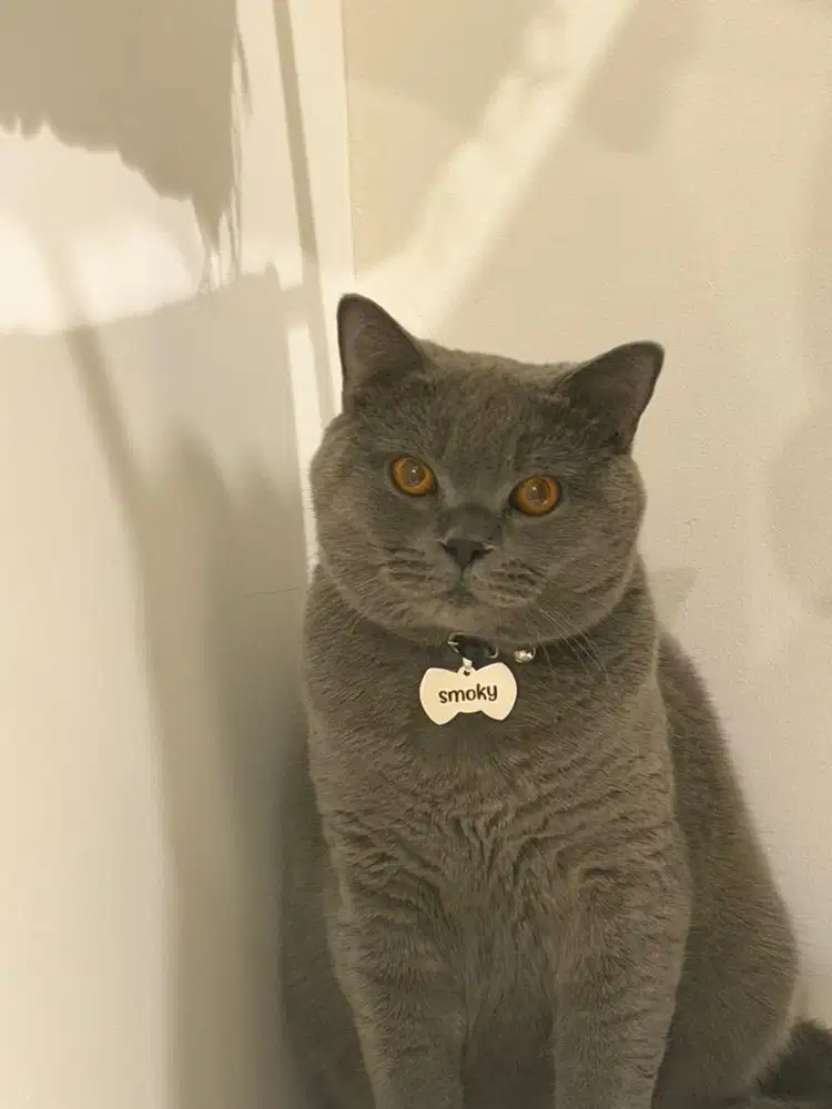 kucing BSH JANTAN