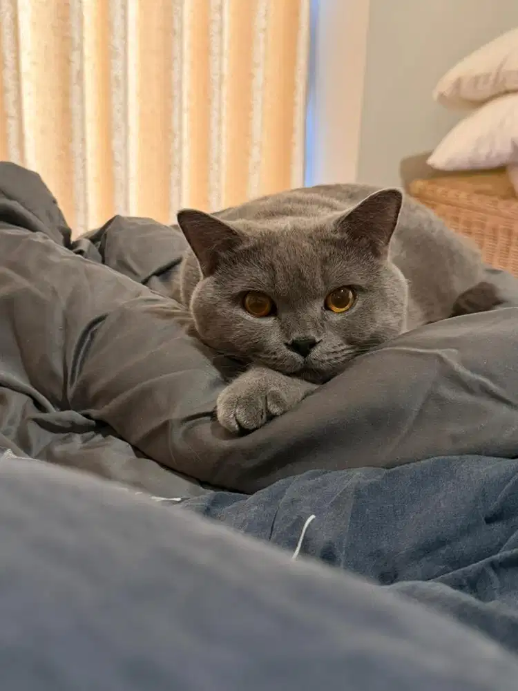 kucing BSH JANTAN