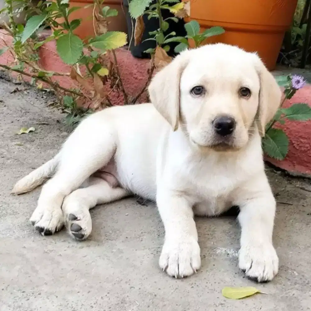 ANJING LABRADOR RETRIEVER