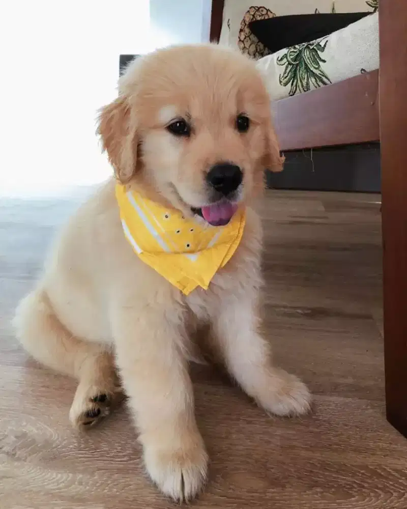 ANJING GOLDEN RETRIEVER