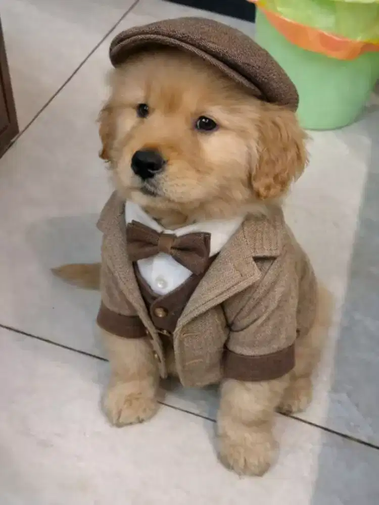 ANJING GOLDEN RETRIEVER