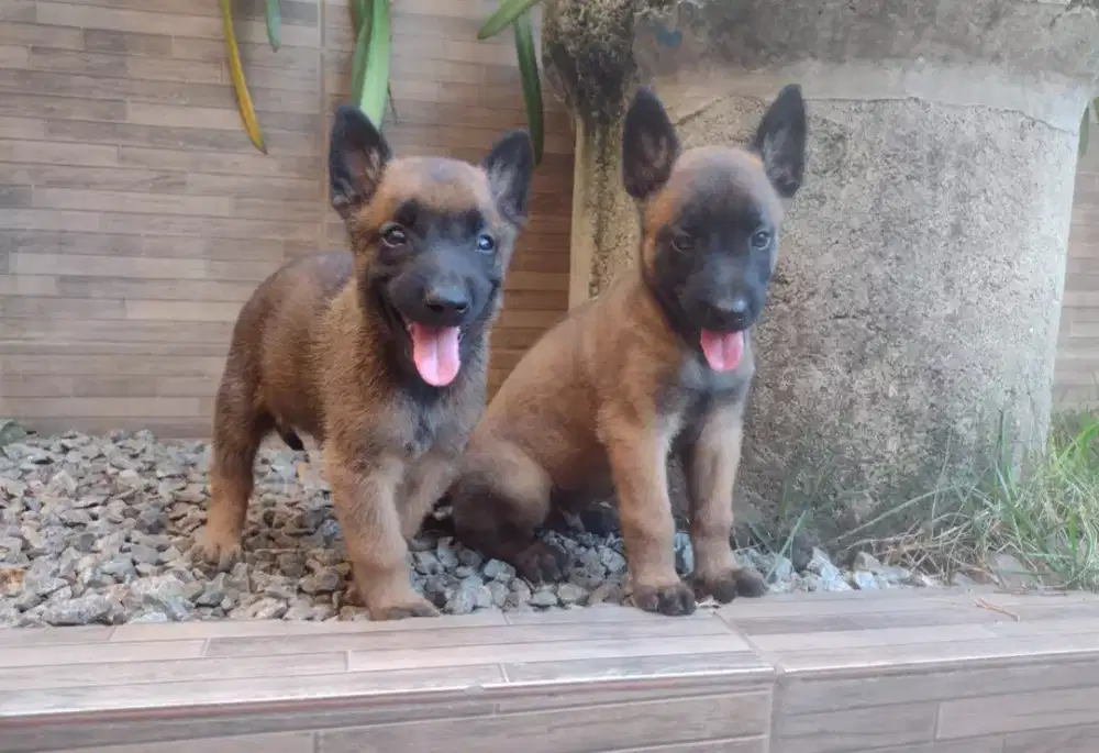 ANJING BELGIAN MALINOIS