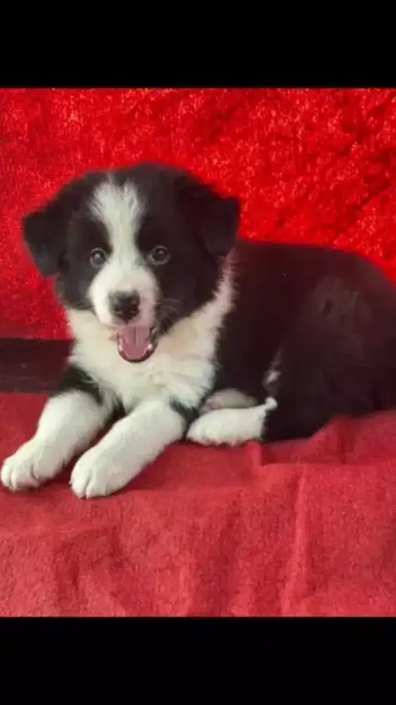 ANJING PUPPY BORDER COLLIE