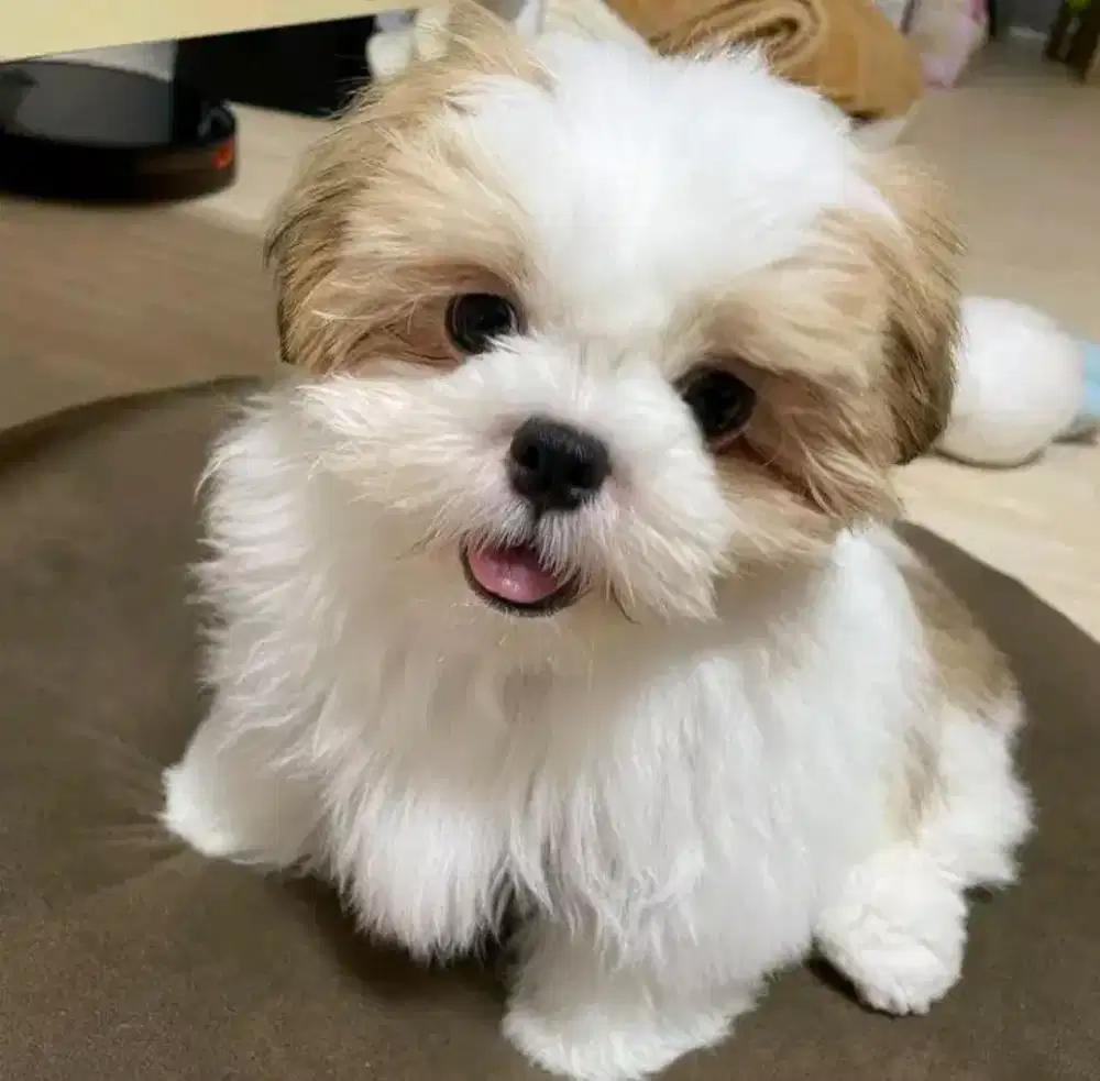 ANJING PUPPY SHIHTZU