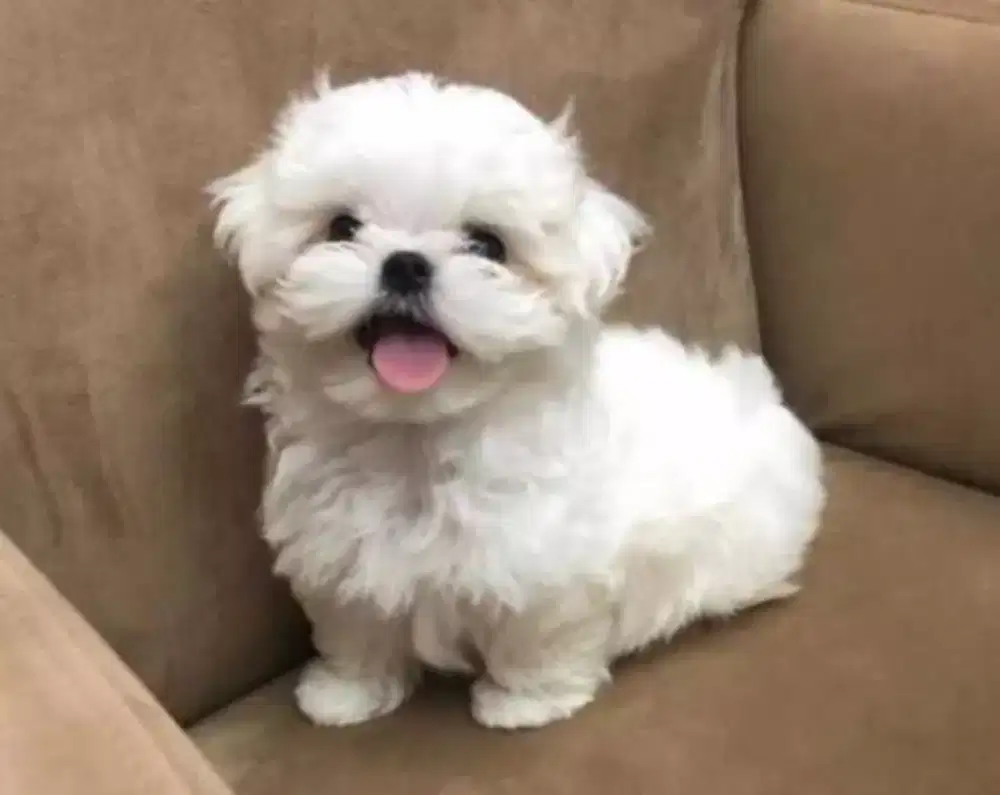 ANJING MALTESE MIX POODLE