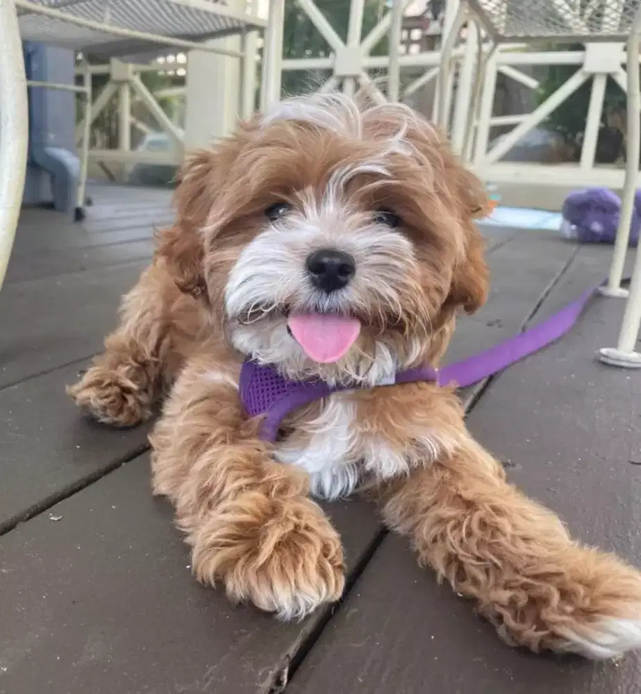 ANJING POODLE MIX MALTESE