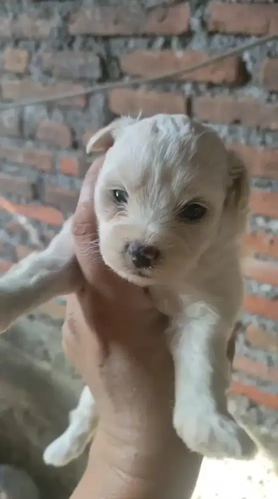 maltipo betina pupies